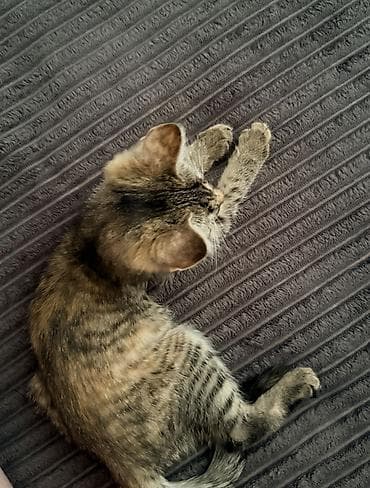 d cat: Девочка — 1