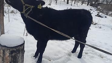 собака охота: Продаю | Тёлка | На откорм | Искусственник — 1