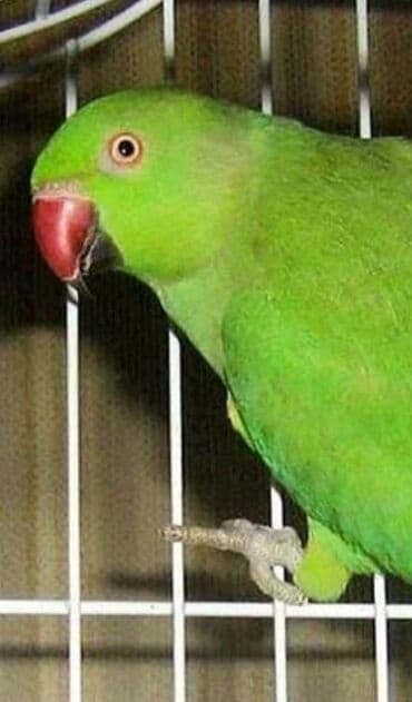 Птицы: Попугаи Ожиреловые хорошо учатся говорить и приручаются к рукам — 3