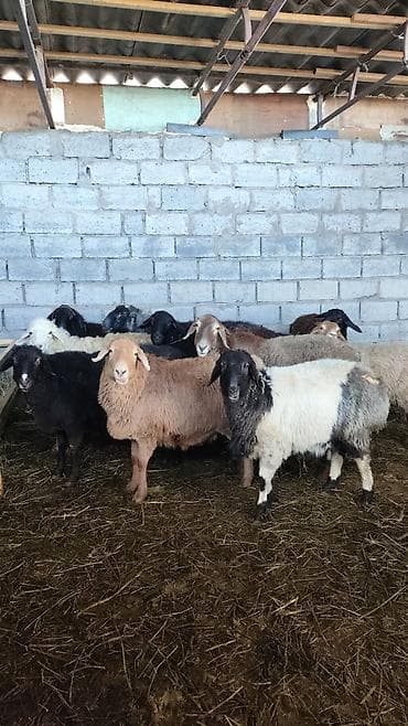 Продаю | Овца (самка) | Для разведения | Ярка