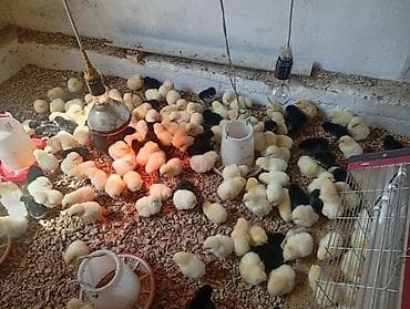 мясо кролик: Продаю | Цыплята | Бройлерная | На забой — 2