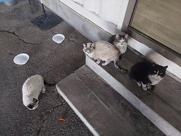 сколько стоят британские котята: Кошки для пристройства - Порода: беспородные, домашние — 2