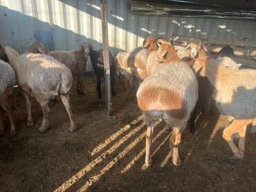 купить кошку в бишкеке: Продаю | Овца (самка) | Для разведения | Матка — 4