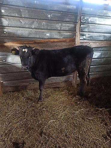 голуби животное: Продаю | Корова (самка) | На забой — 2