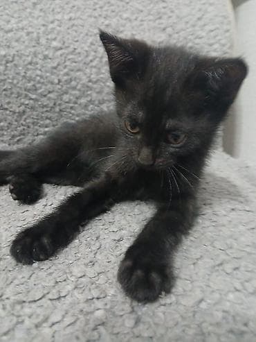 Мышыктар: Котята, короткошёрстные, домашние. Описание: - Окрас: один полностью — 1