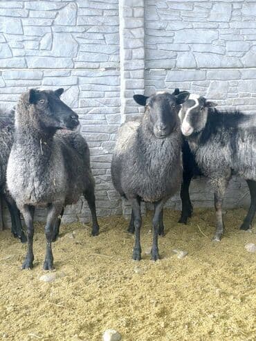 шотландская вислоухая кошка цена бишкек: Продаю | Овца (самка), Ягненок, Баран (самец) | Гиссарская, Арашан, Романовская | Для разведения, Для шерсти | Племенные, Котные, Осеменитель — 1