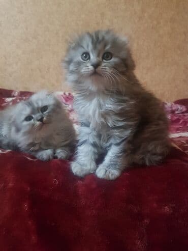 кошка маленькая: Скотиш Фолд (Шотландская вислоухая), 1 месяц, Мальчик, Серый, С прививками — 7