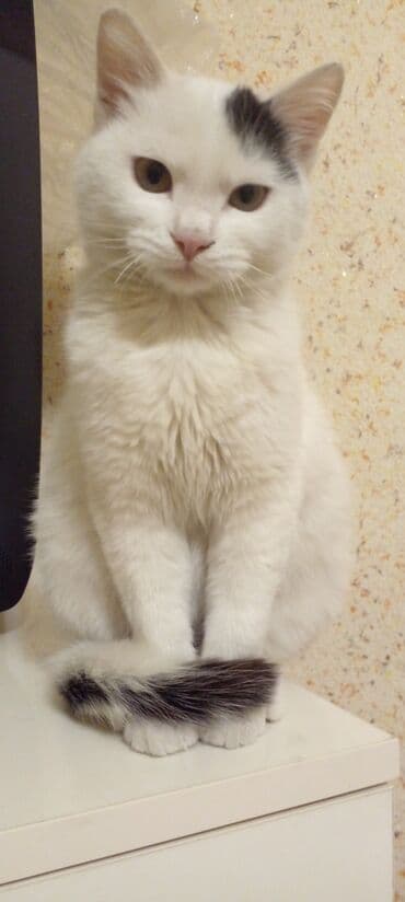 кошка джалал абад: 4 месяца, Мальчик — 10