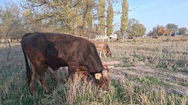 сколько стоит кролик домашний: Продаю | Бык (самец) | На откорм — 3