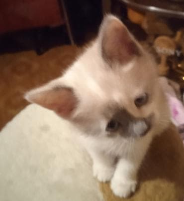 Продажа кошек: Котята сиамские мальчик ред- поинт и девочка метис (сиам с — 4