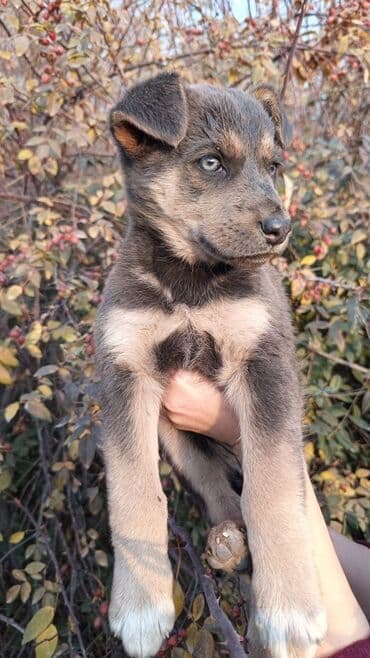 щенок немецкой овчарки цена: Щенок метис средних пород ДЕВОЧКА - Возраст: щенок (примерно 2–3 — 1