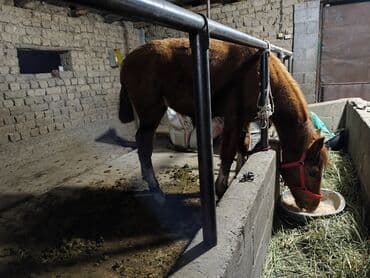 дом для животных: Продаю | Жеребенок | Рабочий — 2