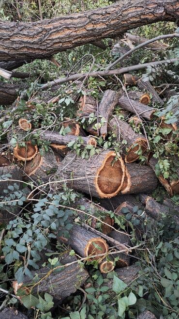 жангак алам: Тал, Бак, Жаңгак акацса Дуб Орехи терек карагач Отун кылып даярдап — 6