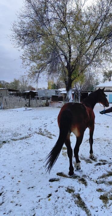 Жылкылар, аттар: Сатам | Байтал | Жумушка | Мерин — 3