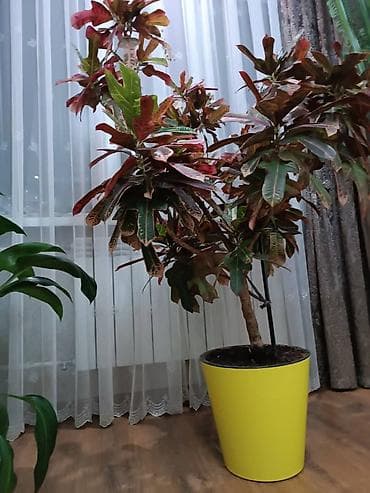 Дом и сад: Крупномерный комнатный кротон (Codiaeum variegatum) в декоративном — 4