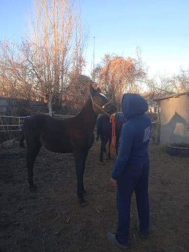 англиский бульдог: Продаю | Жеребенок | Английская | Для разведения, Конный спорт — 1