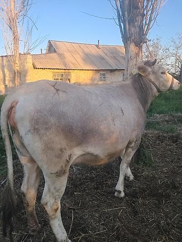чистопородное разведение: Продаю | Корова (самка) | Для разведения | Привязанные — 4