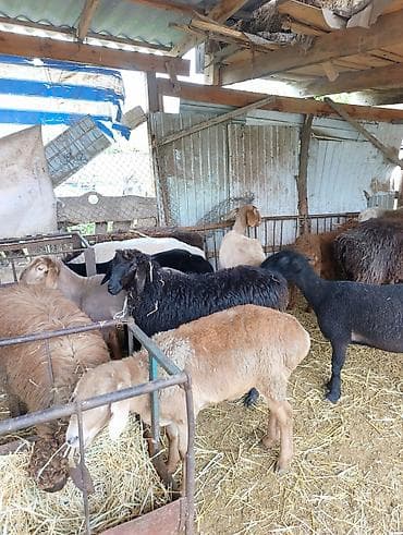 яицо черепахи: Продаю | Овца (самка) | Полукровка | На забой | Матка — 3