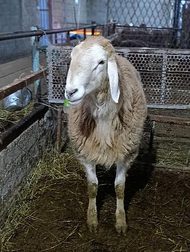 А/ч жаныбарлары үчүн тоюттар: Сатам | Ургаачы кой (ургаачы) | Көбөйтүү үчүн | Токту — 2