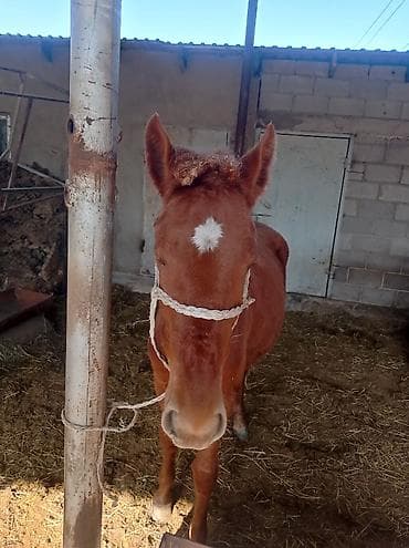 лошади кок бору: Продаю | Кобыла (самка) | Рабочий — 5