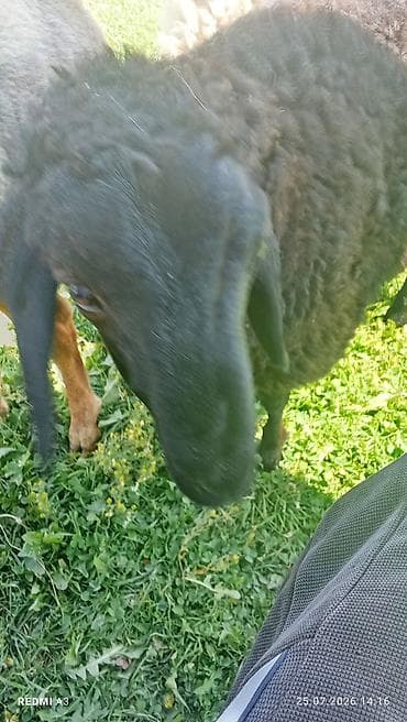cane corso: Продаю | Баран (самец) | Арашан | Для разведения | Племенные — 8