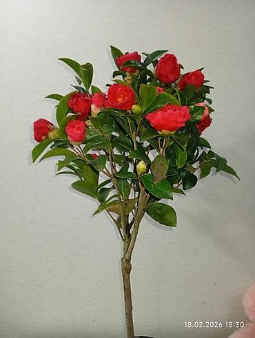 Комнатные розы: Камелия японская (Camellia japonica) - Высота растения: около 1 м. - — 2