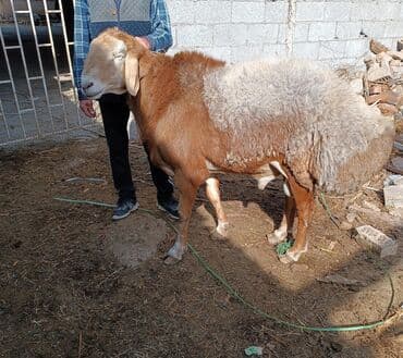 продажа щенков немецкой овчарки в бишкеке с документами: Продаю | Овца (самка), Ягненок, Баран (самец) | Гиссарская, Долан, Арашан | На забой, Для разведения, Для шерсти | Племенные, Осеменитель — 3