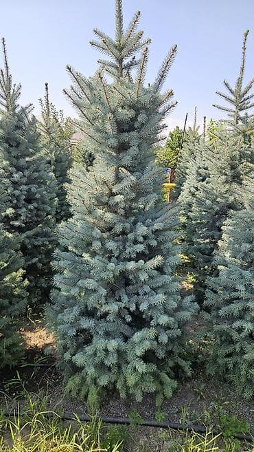 детская мебель 3 в 1: Ель колючая (Picea pungens) голубая, питомничные посадки. - Сорт/тип — 9