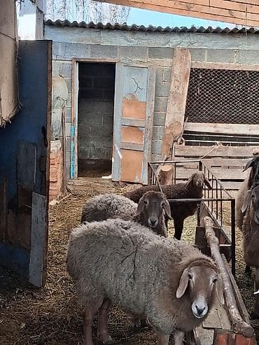 аталык корм: Сатам | Ургаачы кой (ургаачы) | Арашан | Көбөйтүү үчүн | Ургаачы — 4