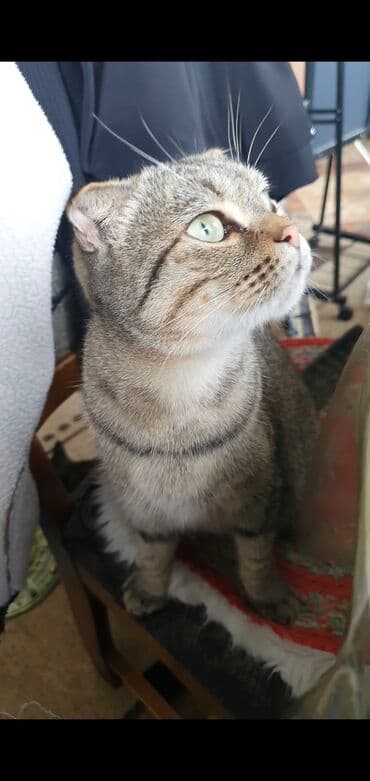 дом для кош: Табылган : Скотиш Фолд (Шотландиялык шалпаң кулак), Ургаачы — 3