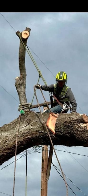 талас терек: Спил Дерево Тал, Бак, Жаңгак акацса Дуб Орехи терек карагач Отун — 1