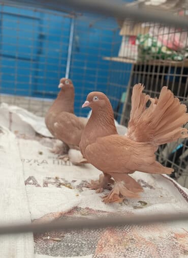 купить сову бишкек: Продаю голубей породы дислочи пара 4500 сом — 1