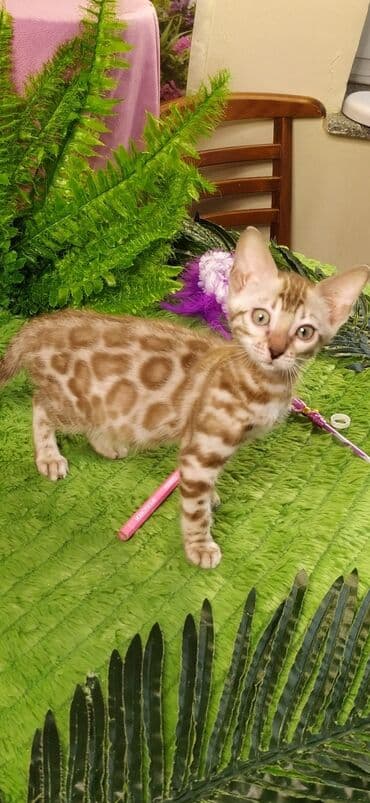 новорожденные котята: Друзья !!! питомник Бен Гла Мур с радостью предлагает новый помет. от — 25