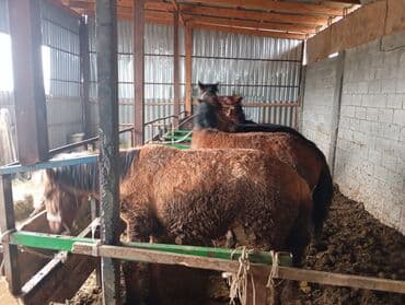 куда отдать собаку бишкек: Продаю | Кобыла (самка), Жеребец | На забой | Племенные — 2