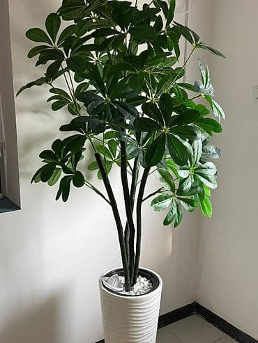 долларовое дерево купить: Декоративное комнатное растение в высоком кашпо - Вид: шеффлера — 1