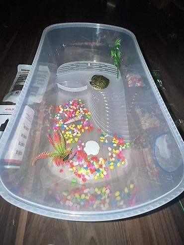 Животные: Черепахи 6-7 см Продается набором также отдельно Комплектация: - — 3