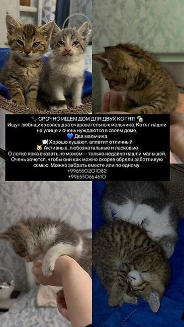 Үй жаныбарлары: Мышык бекер берилет: Породасыз, 2 айлык, Эркек, Курттардан тазаланган — 1