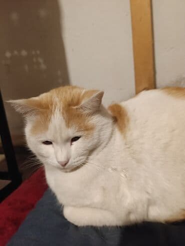 шотландские вислоухие котята в бишкеке: Беспородная, 5 месяцев, Девочка, Белый, Кастрирована, Приучена к лотку, Проглистована — 19