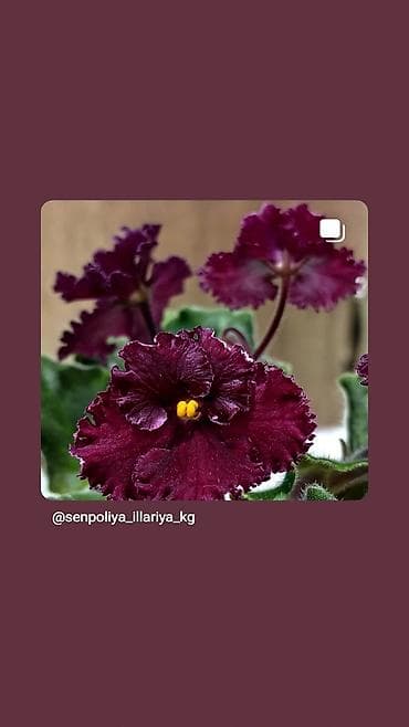 глоксиния: В продаже детки,пасынки сортовых мини и полумини фиалок 🌺🌿🌺 — 7