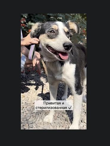 приюты для собак: Собака даром: 2 года, Самка, С прививкой — 2