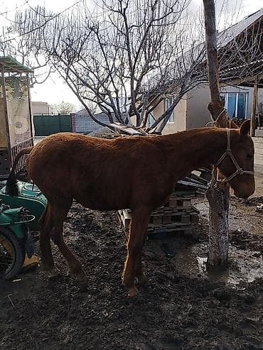 Птицы: Продаю | Жеребенок | Дончак | Для разведения | Племенные — 1