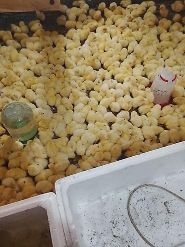 Продам цыплят порода хай лайн сони грей несушка суточные по 60сом