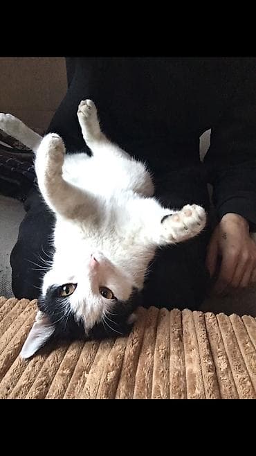 где продают собак: 1 год, Девочка — 5