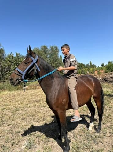 купить рабочую охотничью собаку: Продаю | Кобыла (самка) | Конный спорт, Для разведения — 5
