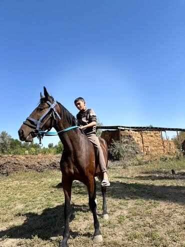 купить рабочую охотничью собаку: Продаю | Кобыла (самка) | Конный спорт, Для разведения — 6
