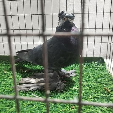 Продаю домашних игровых голубей, двухчубый самец с игрой, сизый самец at lalafo.kg Продаю домашних игровых голубей, двухчубый самец с игрой, сизый самец