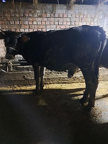 высокоудойные коровы: Продаю | Тёлка | Для разведения | Не стельные — 2