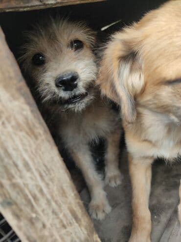 продажа щенков мопса: Щенков отдаю в хорошие руки с учётом фото отчет. даром — 5