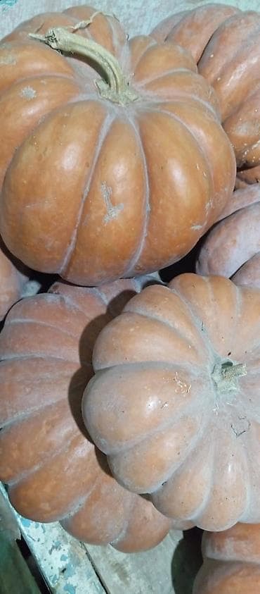 оптом фрукты овощи: Продаю тыква ромашка есть около 400кг цена 40сом — 1
