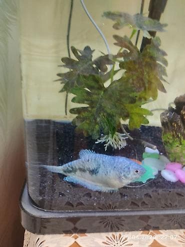 Животные: Аквариум комплект 100 л с крышкой и оборудованием .85 длина,50 — 6